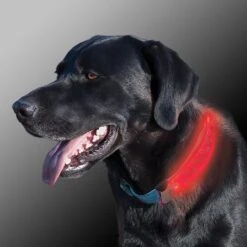 Nite Ize Nite Dawg LED Dog Collar Cover -PetSafe Kong Shop 73814 PT5. AC SS1800 V1501274186