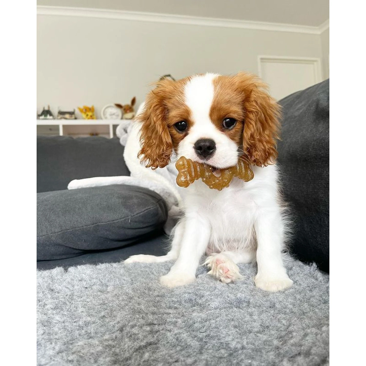 Nylabone Just For Puppies Teething Chew Ring Bone & Toy Ring Bone Twin Pack Flavor Medley & Chicken Flavor 2 Nylabone Just For Puppies Teething Chew Ring Bone & Toy Ring Bone Twin Pack Flavor Medley & Chicken Flavor - Image 2