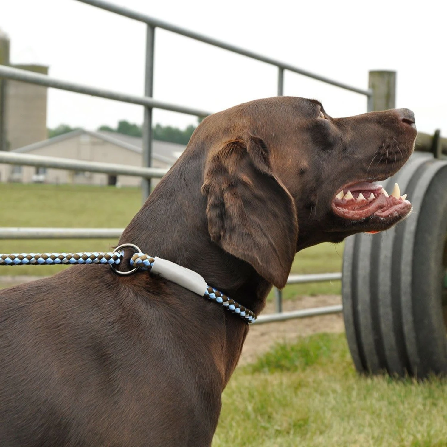 K9 Explorer Reflective Braided Rope Slip Dog Leash 3 K9 Explorer Reflective Braided Rope Slip Dog Leash - Image 3