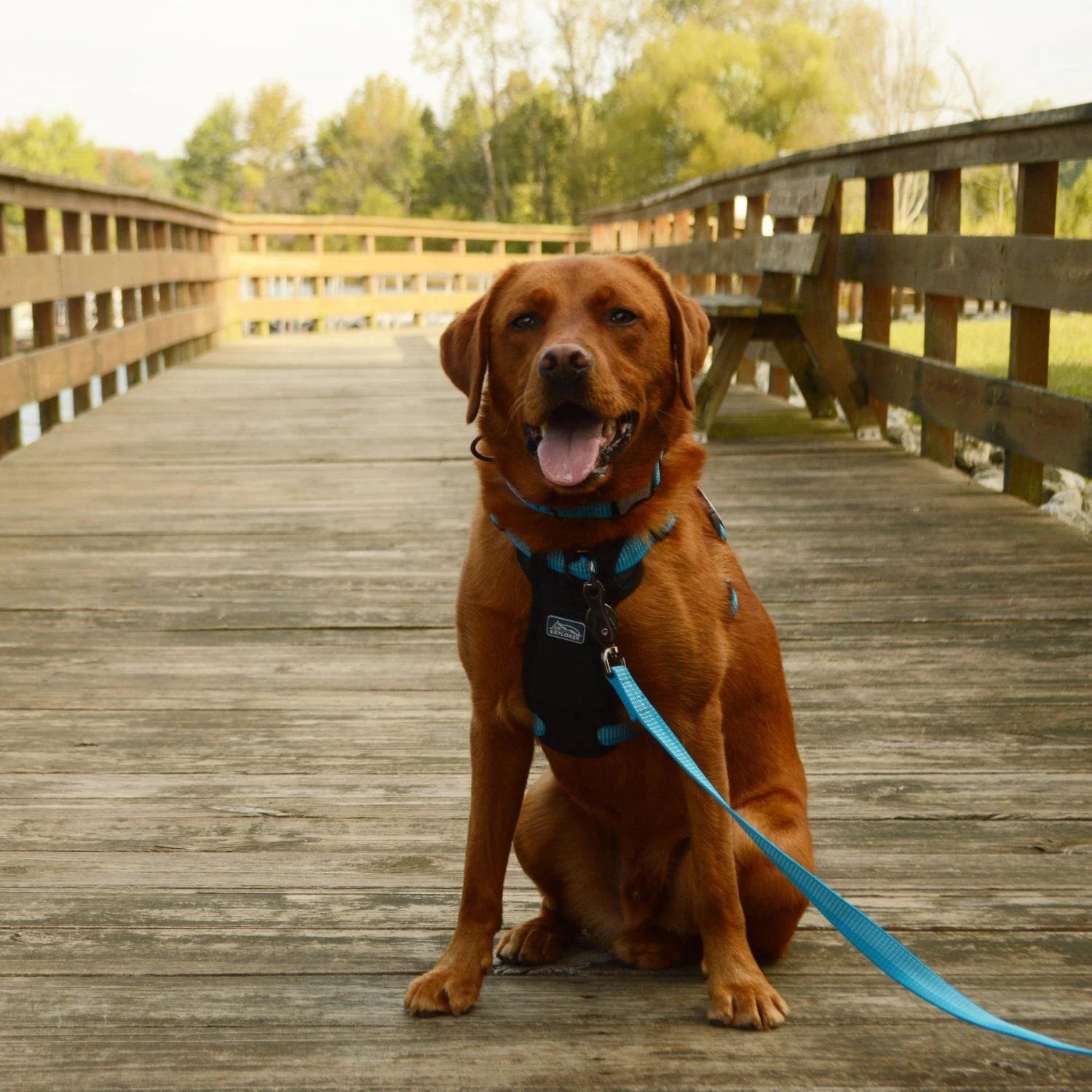 K9 Explorer Brights Reflective Front-Connect Harness 4 K9 Explorer Brights Reflective Front-Connect Harness - Image 4