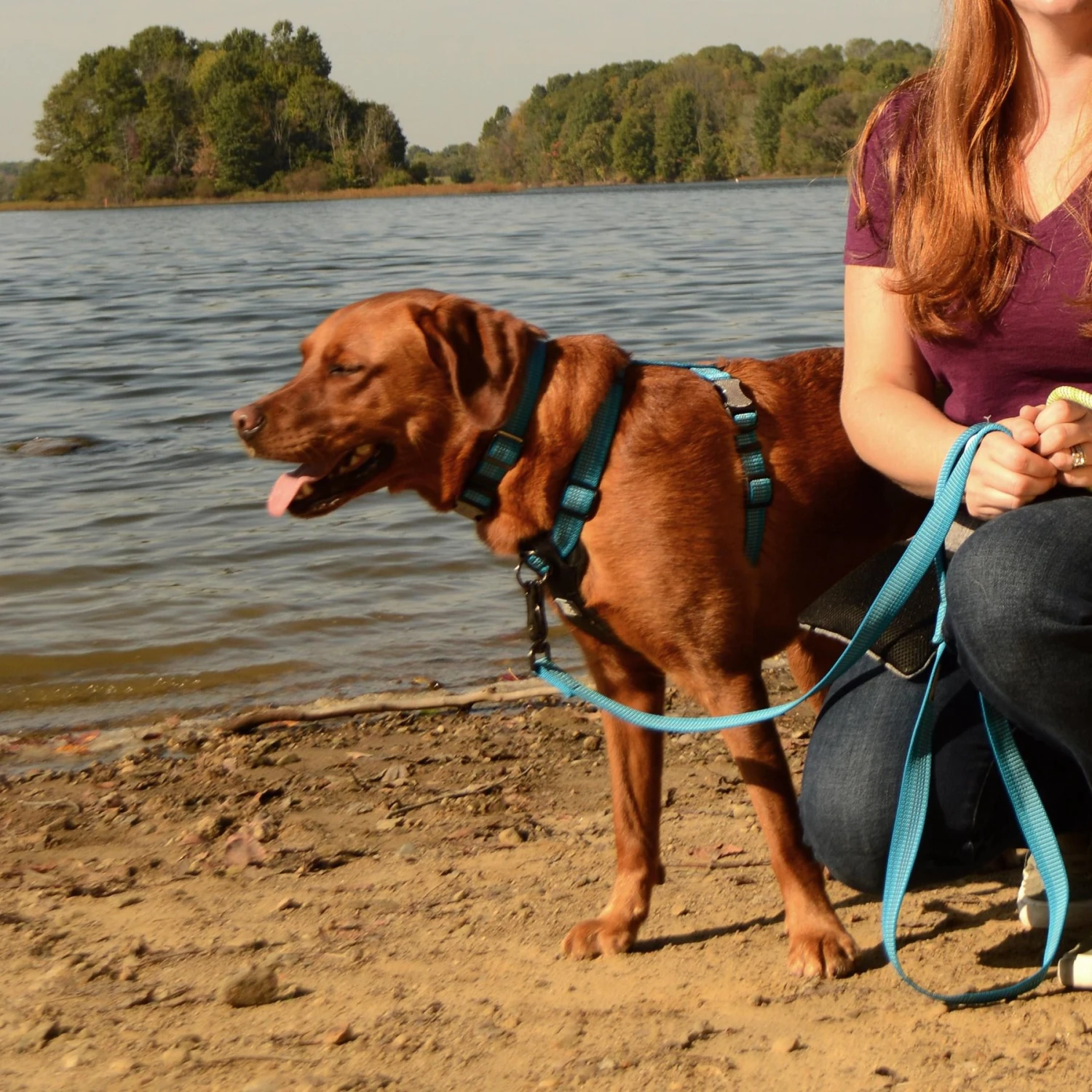 K9 Explorer Brights Reflective Front-Connect Harness 5 K9 Explorer Brights Reflective Front-Connect Harness - Image 5