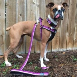 K9 Explorer Reflective Dog Leash With Scissor Snap -PetSafe Kong Shop 754534 PT2. AC SS1800 V1673366586