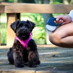 Li'l Pals Retractable Leash With Alligator Snap -PetSafe Kong Shop 754966 PT3. AC SS1800 V1673366580