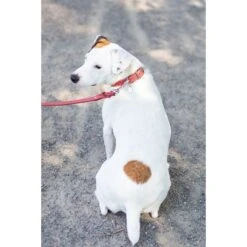 Euro-Dog Braided Style Leather Dog Leash -PetSafe Kong Shop 757414 PT1. AC SS1800 V1674578560