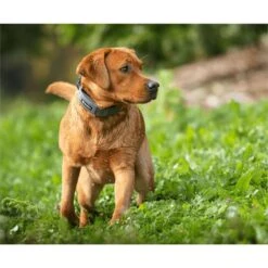 SpotOn Fence Verizon GPS Dog Fence -PetSafe Kong Shop 757574 PT2. AC SS1800 V1674670636