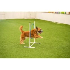 Better Sporting Dogs 3 Piece Essential Agility Equipment Set Dog Toy, Blue -PetSafe Kong Shop 759382 PT7. AC SS1800 V1674070821