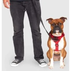 Canada Pooch Complete Control Dog Harness -PetSafe Kong Shop 764214 PT4. AC SS1800 V1679524700