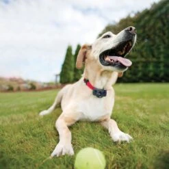 PetSafe Basic In-Ground Fence System -PetSafe Kong Shop 77162 PT7. AC SS1800 V1663967690