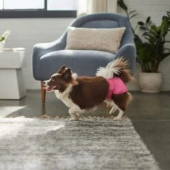 Skout's Honor Laundry Booster Stain & Odor Removal Additive, 32-oz Bottle & Frisco Washable Female Diaper -PetSafe Kong Shop 773022 PT8. AC SS1800 V1676749103