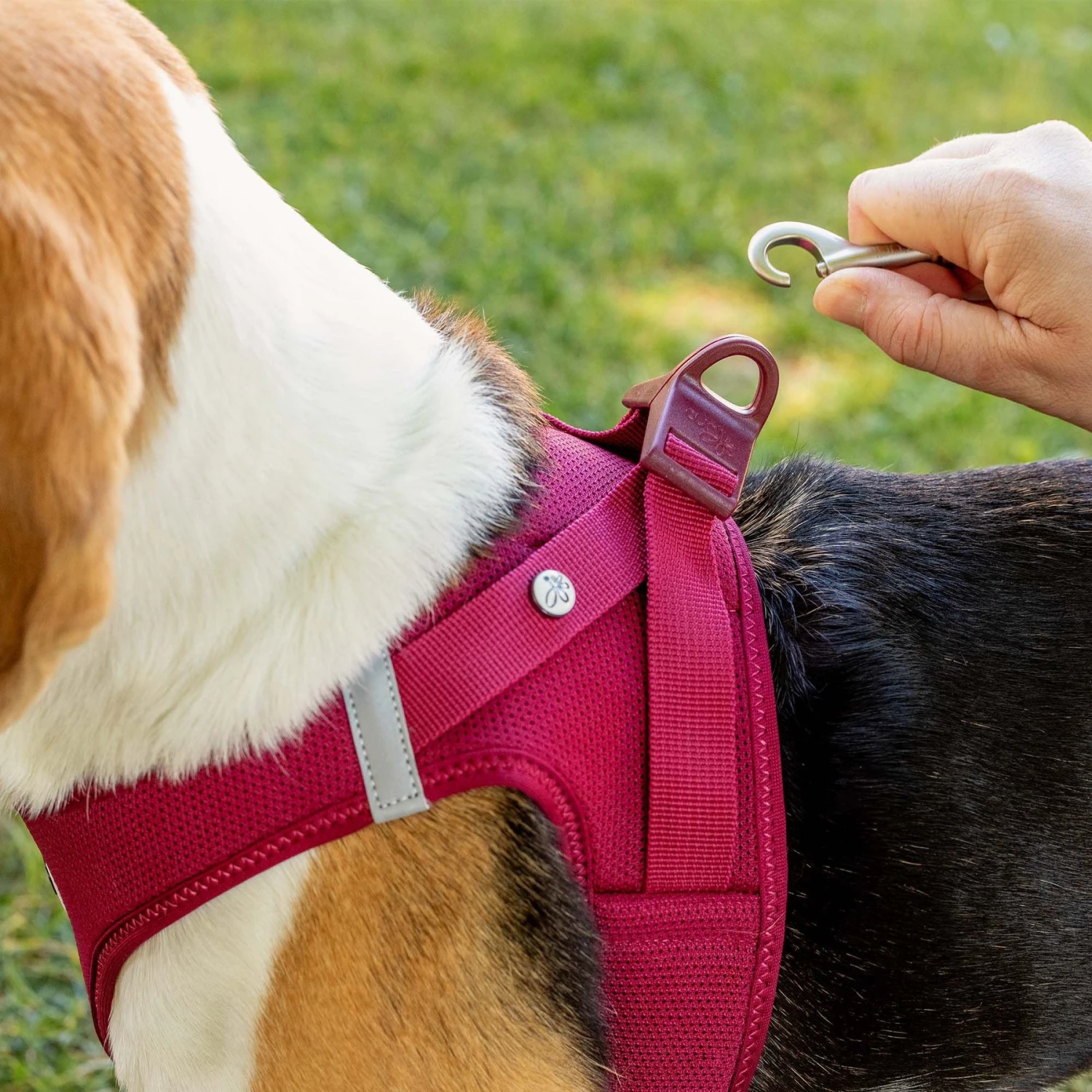 Curli Clasp Vest Air-Mesh Dog Harness 9 Curli Clasp Vest Air-Mesh Dog Harness - Image 9