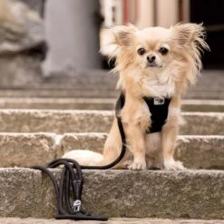 Curli Stretch Comfort Dog Leash -PetSafe Kong Shop 776006 PT4. AC SS1800 V1677798100