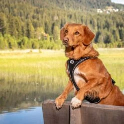 Curli Magnetic Belka Comfort Dog Harness, Black 16 Curli Magnetic Belka Comfort Dog Harness, Black -PetSafe Kong Shop 776198 PT7. AC SS1800 V1677952390