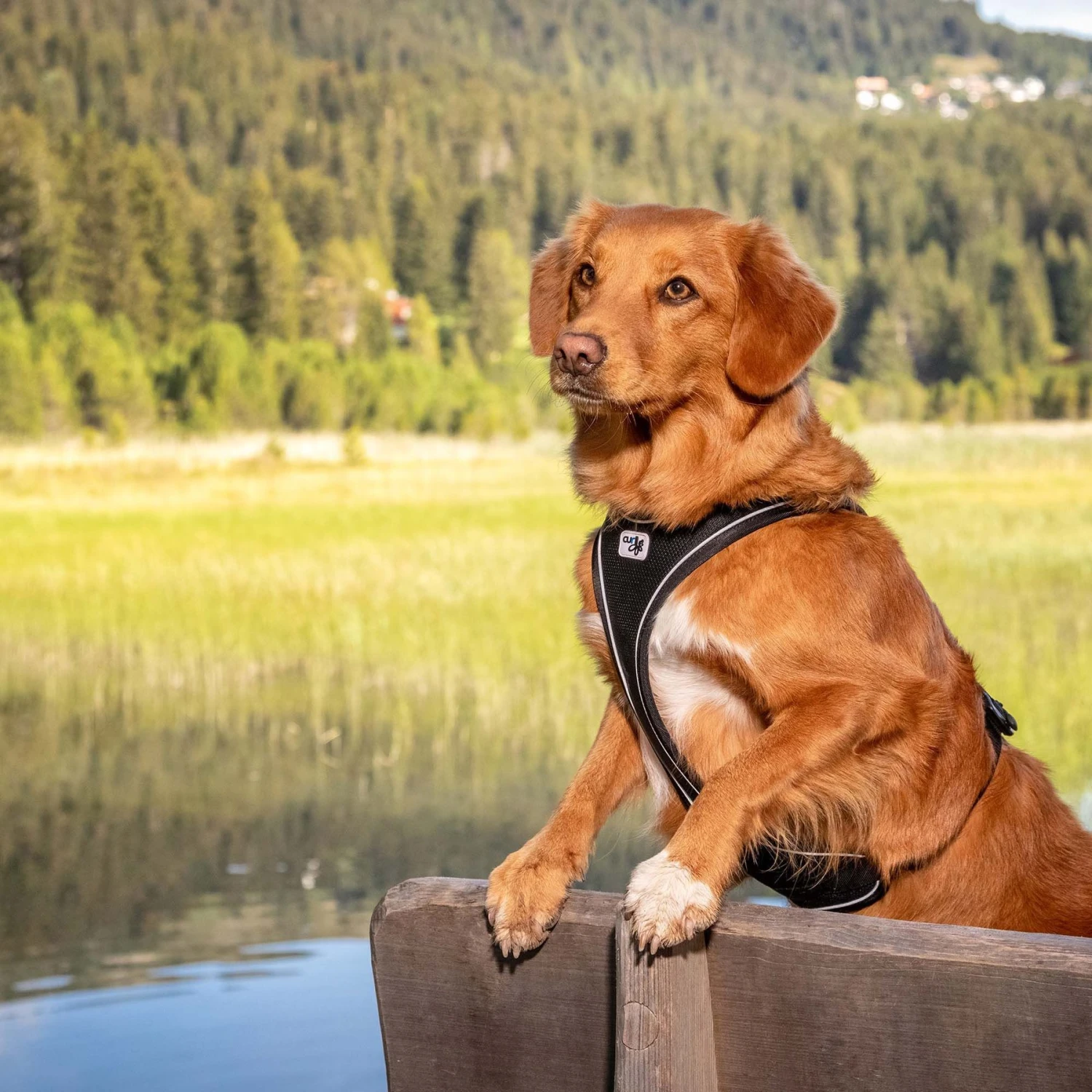 Curli Magnetic Belka Comfort Dog Harness, Black 8 Curli Magnetic Belka Comfort Dog Harness, Black - Image 8