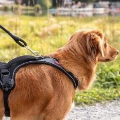 Curli Magnetic Belka Comfort Dog Harness, Black 17 Curli Magnetic Belka Comfort Dog Harness, Black -PetSafe Kong Shop 776198 PT8. AC SS1800 V1677796461