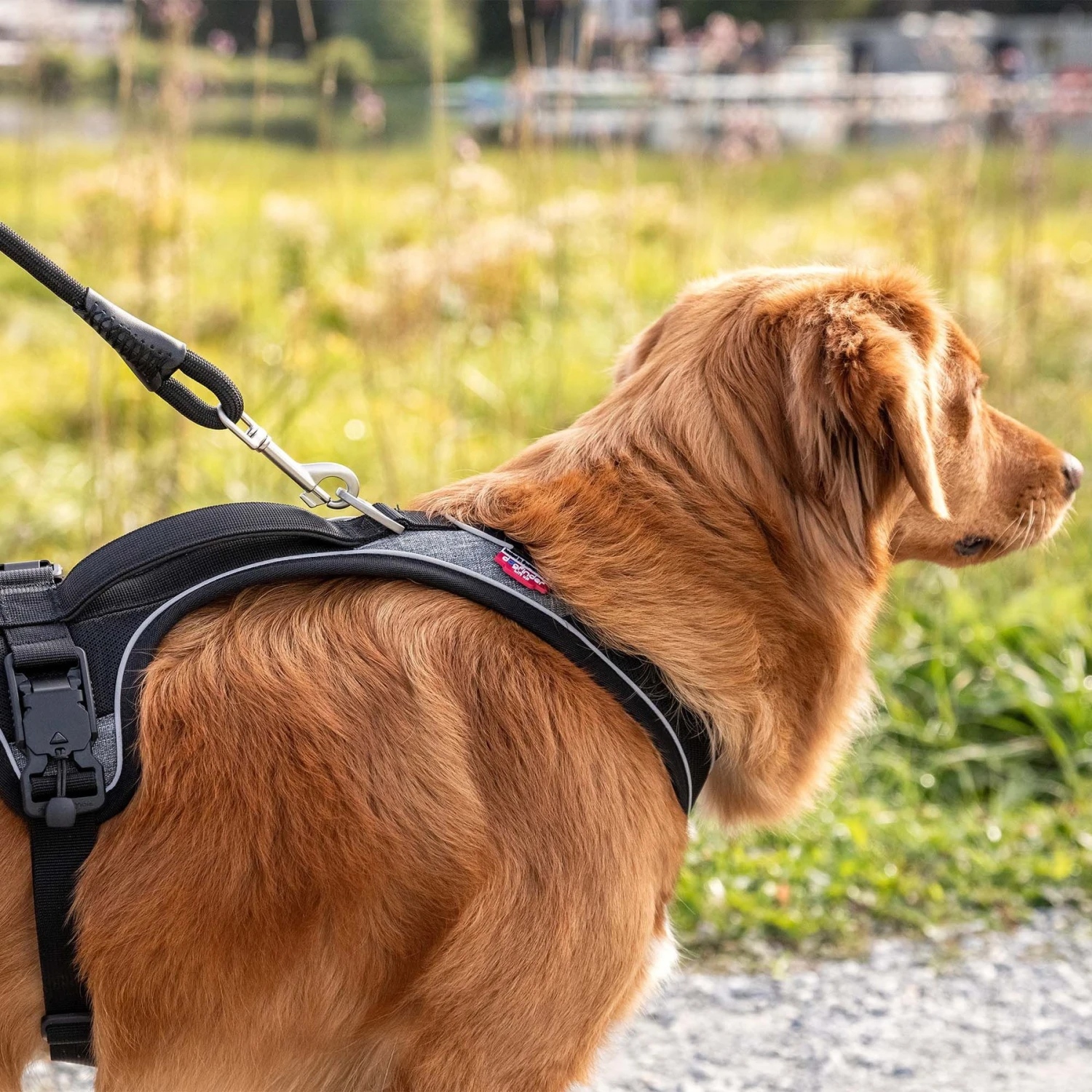 Curli Magnetic Belka Comfort Dog Harness, Black 9 Curli Magnetic Belka Comfort Dog Harness, Black - Image 9