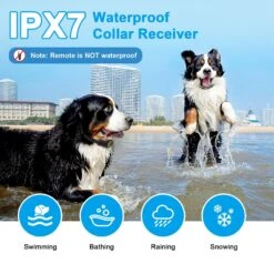 Casfuy 1000-ft Remote Rechargeable Waterproof Electric Dog Training Collar, Black, 2 Count -PetSafe Kong Shop 778702 PT3. AC SS1800 V1701882565