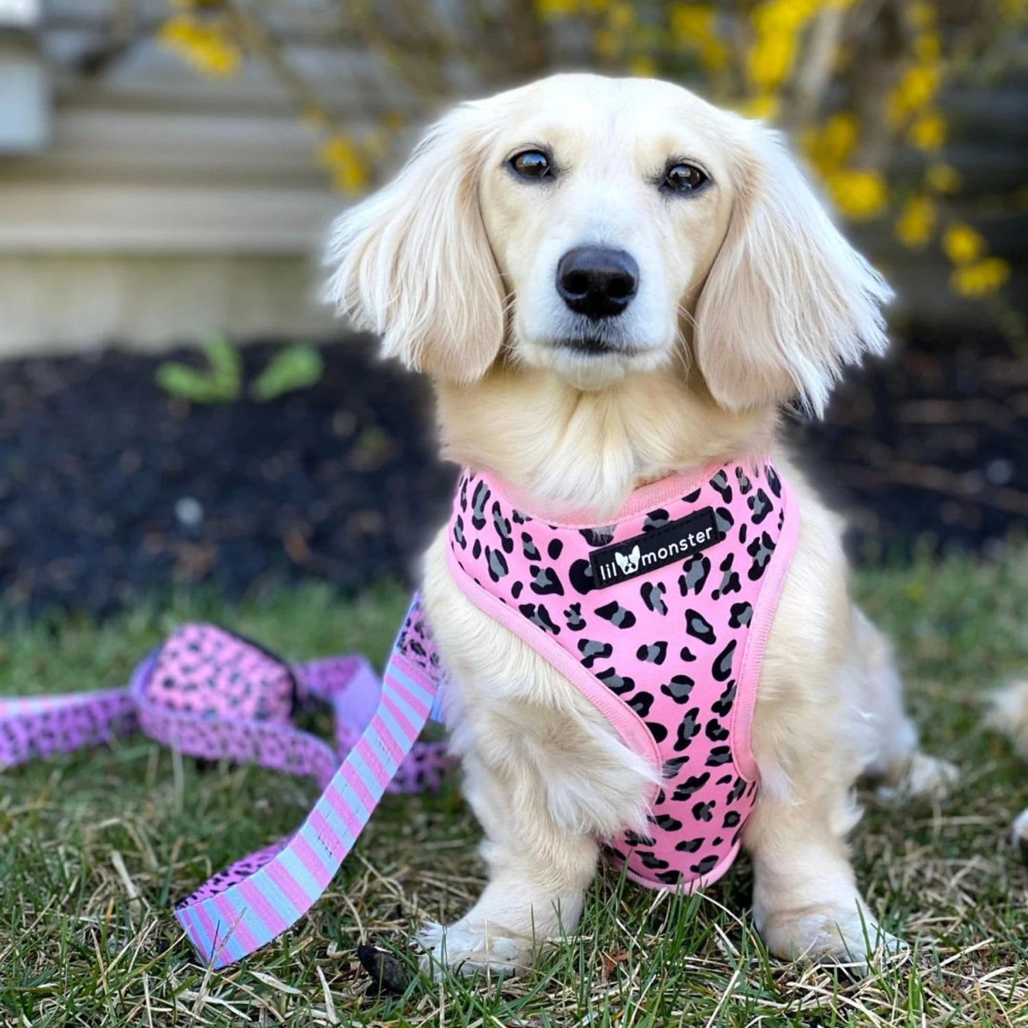 Lil Monster Pets Neoprene Reversible Dog Harness 3 Lil Monster Pets Neoprene Reversible Dog Harness - Image 3