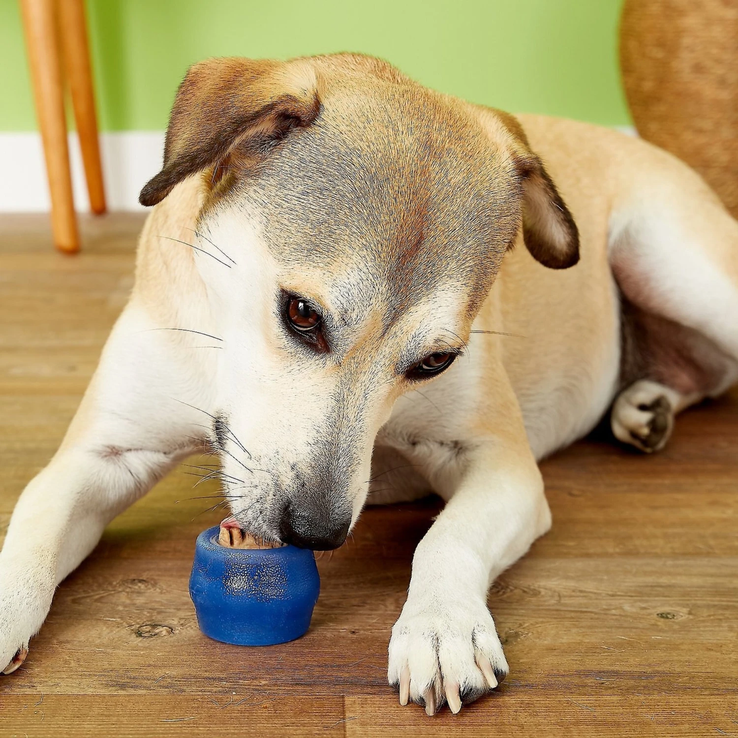 Starmark Everlasting Treat Ball With Dental Treat Tough Dog Chew Toy 3 Starmark Everlasting Treat Ball With Dental Treat Tough Dog Chew Toy - Image 3