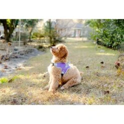 Doggy Tales Patented Classic Hart Dog Harness 11 Doggy Tales Patented Classic Hart Dog Harness -PetSafe Kong Shop 787278 PT6. AC SS1800 V1678312789