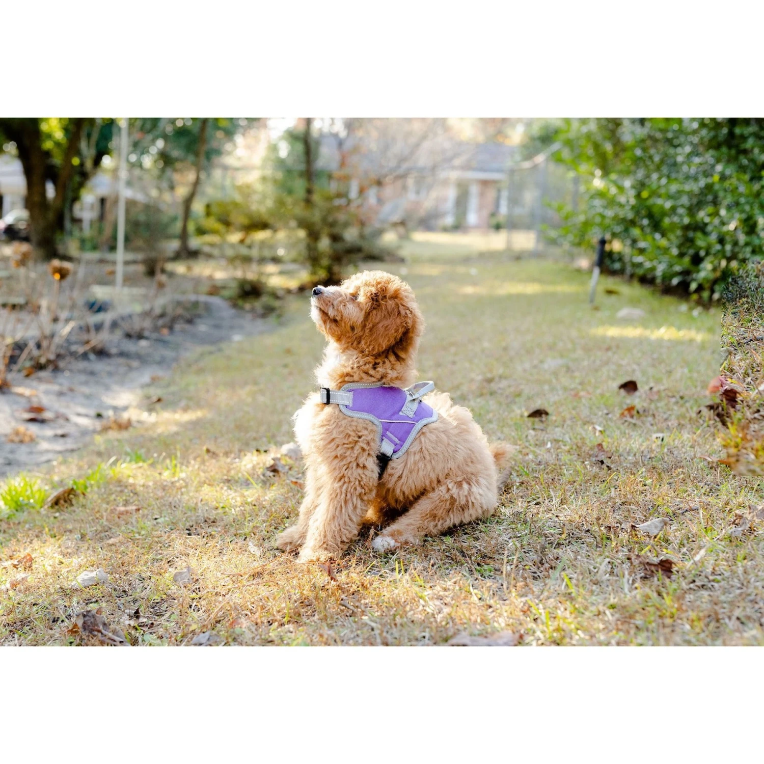 Doggy Tales Patented Classic Hart Dog Harness 6 Doggy Tales Patented Classic Hart Dog Harness - Image 6