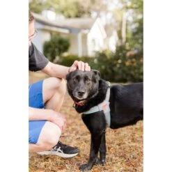 Doggy Tales Step In V Dog Harness 6 Doggy Tales Step In V Dog Harness -PetSafe Kong Shop 787590 PT3. AC SS1800 V1678313264