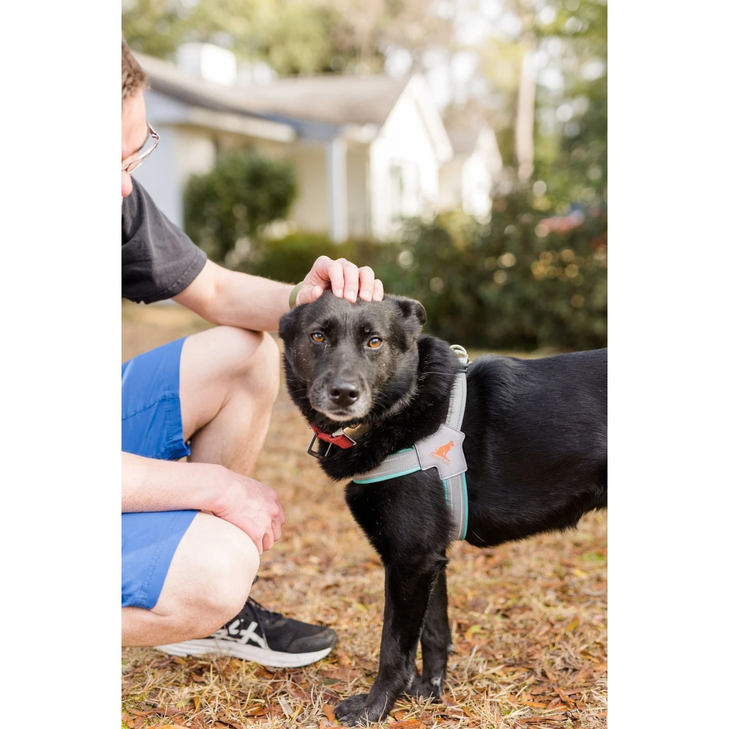 Doggy Tales Step In V Dog Harness 3 Doggy Tales Step In V Dog Harness - Image 3