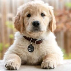 GoTags I'm Lost AF! Bone Personalized Dog ID Tag 5 GoTags I'm Lost AF! Bone Personalized Dog ID Tag -PetSafe Kong Shop 790574 PT2. AC SS1800 V1681415595