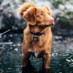 GoTags I'm Lost AF! Personalized Dog ID Tag, Black Steel, Bone, Regular 5 GoTags I'm Lost AF! Personalized Dog ID Tag, Black Steel, Bone, Regular -PetSafe Kong Shop 790590 PT2. AC SS1800 V1682017700