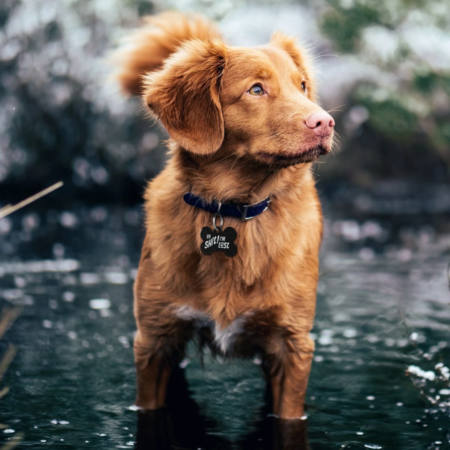 GoTags Oh Shit! I'm Lost Bone Personalized Dog ID Tag 3 GoTags Oh Shit! I'm Lost Bone Personalized Dog ID Tag - Image 3