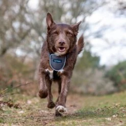 CarSafe Travel Dog Harness -PetSafe Kong Shop 791086 PT4. AC SS1800 V1681238238