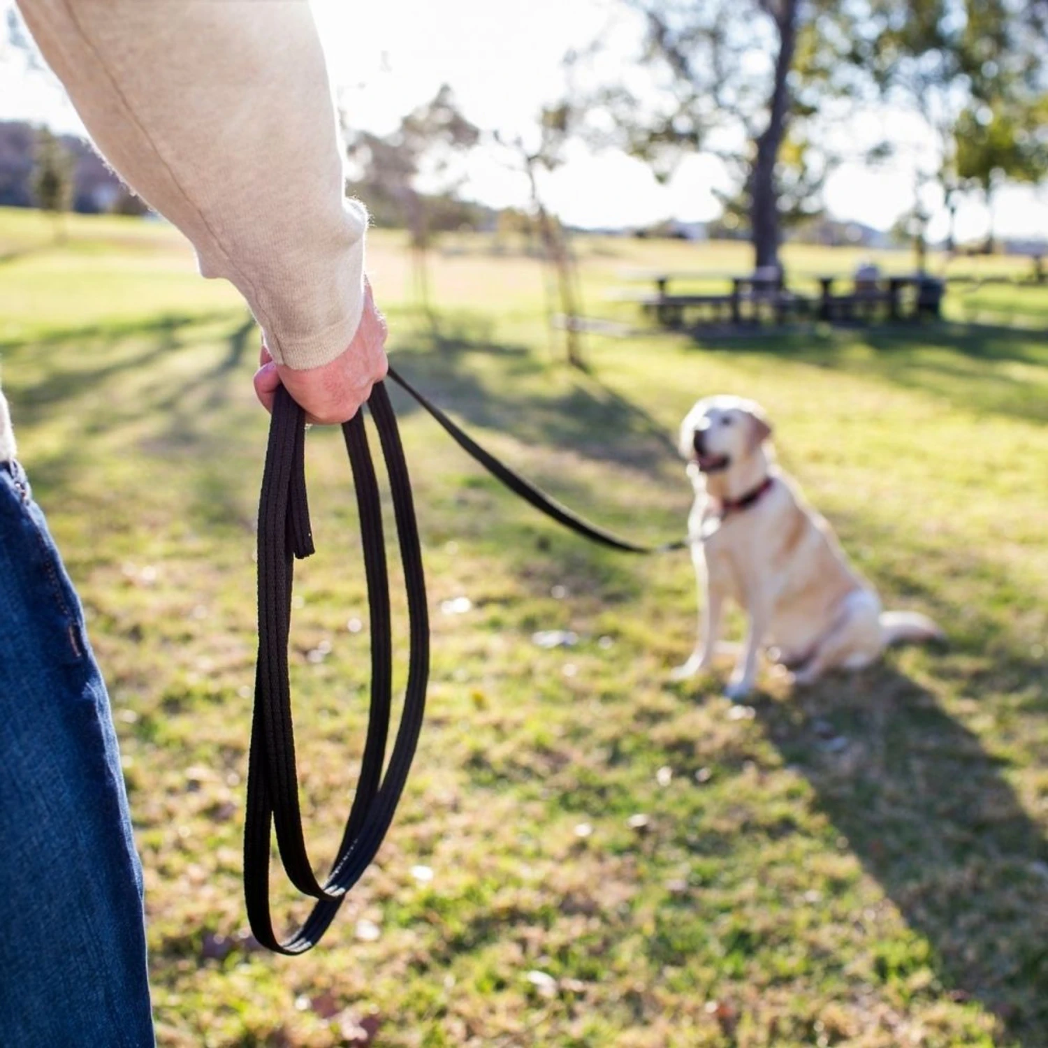 Training COA Recall Line Dog Leash 3 Training COA Recall Line Dog Leash - Image 3