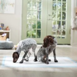 Frisco Mega Non-Skid Ultra Premium Dog Training & Potty Pads -PetSafe Kong Shop 793822 PT6. AC SS1800 V1683033862