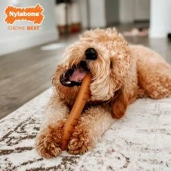 Nylabone Power Chew Baguette Dog Toy Chicken 12 Nylabone Power Chew Baguette Dog Toy Chicken -PetSafe Kong Shop 794742 PT3. AC SS1800 V1689703734