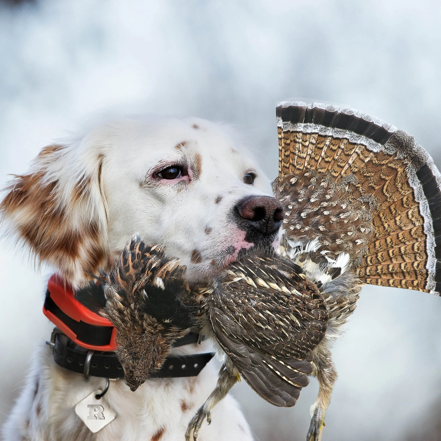 SportDOG UplandHunter 1875 Training Dog Collar 5 SportDOG UplandHunter 1875 Training Dog Collar - Image 5