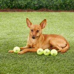 Hyper Pet K9 Kannon Mini K2 Dog Toy 11 Hyper Pet K9 Kannon Mini K2 Dog Toy -PetSafe Kong Shop 80076 PT2. AC SS1800 V1489184698