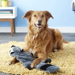 Hyper Pet Super Squeaker Raccoon Critter Skinz Dog Toy -PetSafe Kong Shop 80117 PT6. AC SS1800 V1531515744