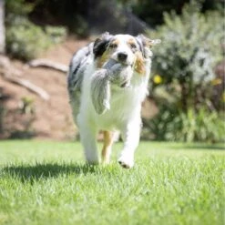 Hyper Pet Doggie Tail Interactive Dog Toy 14 Hyper Pet Doggie Tail Interactive Dog Toy -PetSafe Kong Shop 80151 PT6. AC SS1800 V1639093362