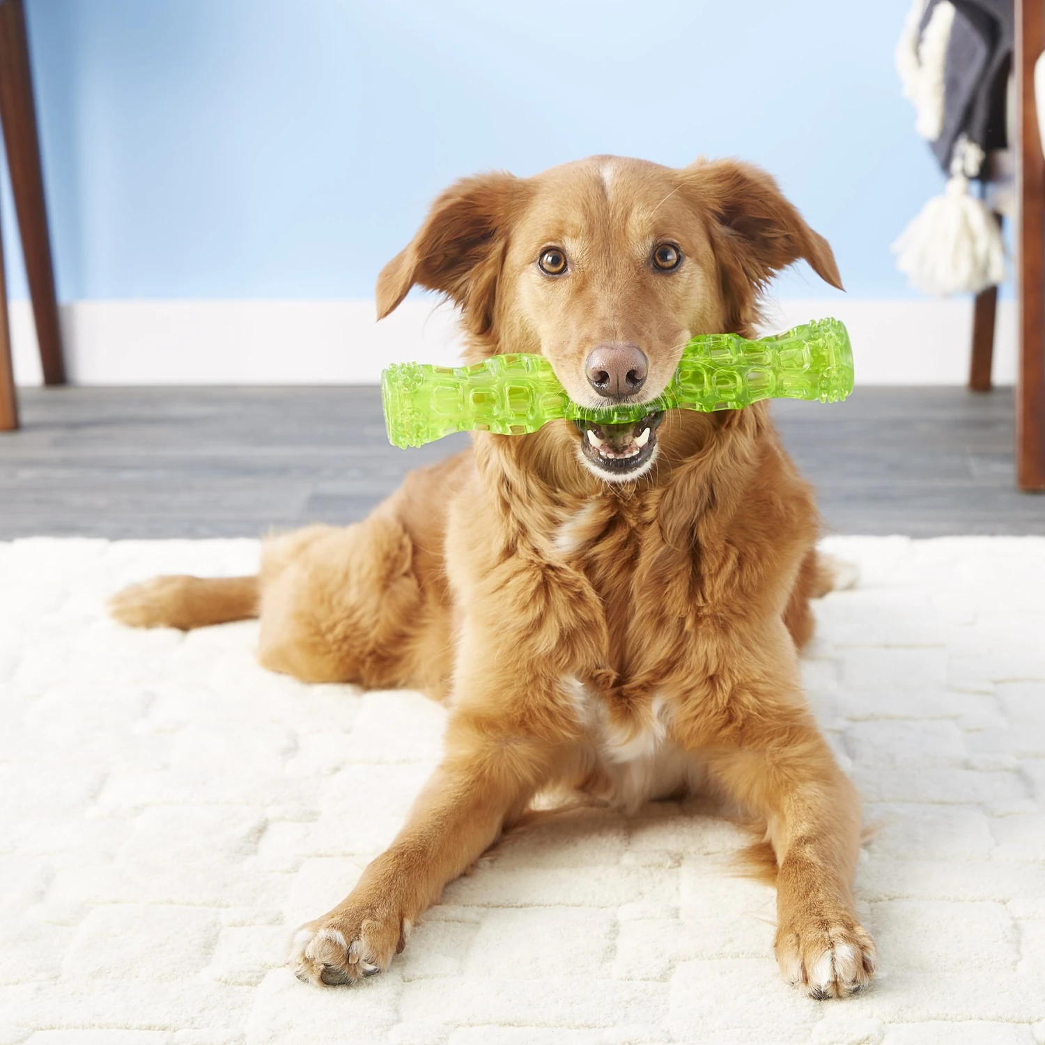 Hyper Pet Dura-Squeaks Dog Chew Toy 4 Hyper Pet Dura-Squeaks Dog Chew Toy - Image 4