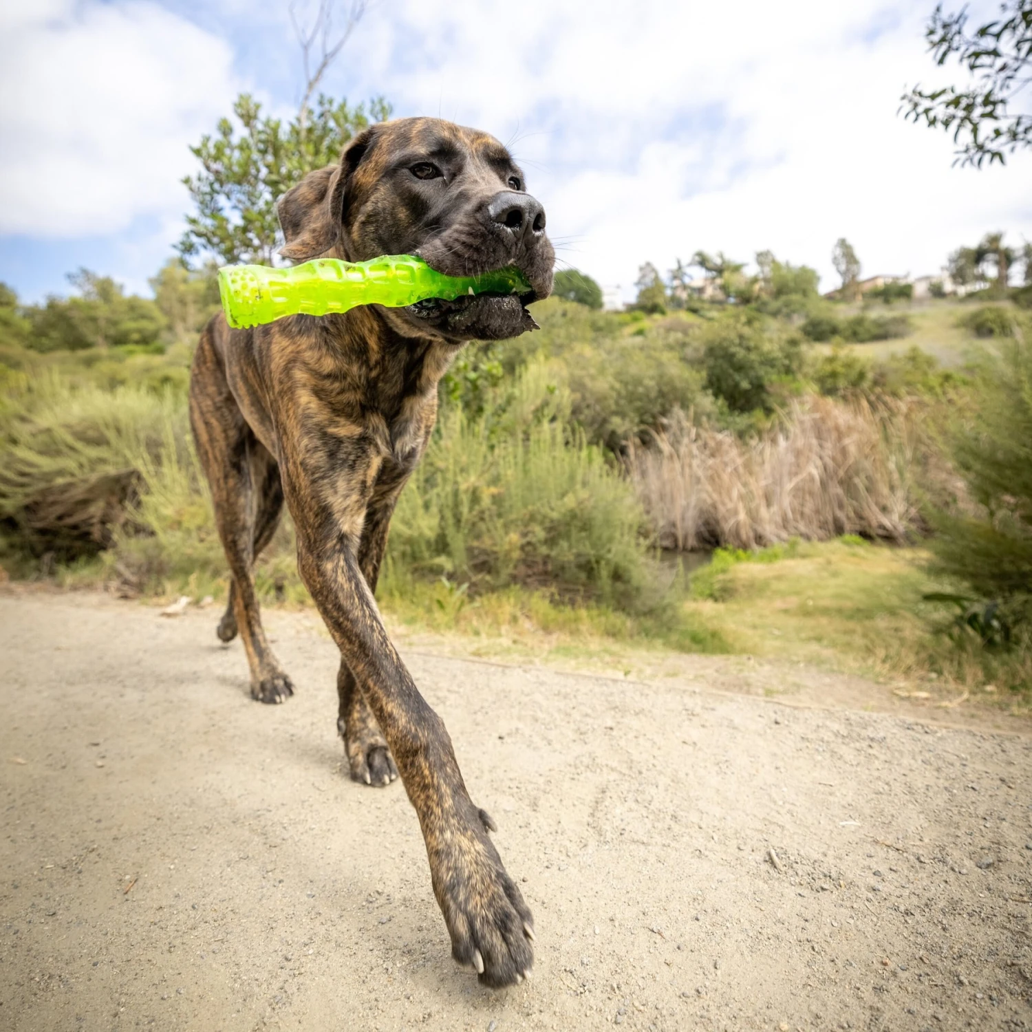 Hyper Pet Dura-Squeaks Dog Chew Toy 7 Hyper Pet Dura-Squeaks Dog Chew Toy - Image 7