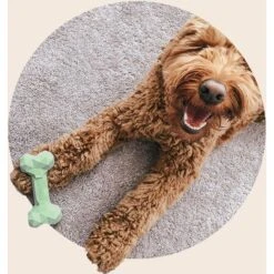 Mount Ara Superbite Dog Toy, 2 Count -PetSafe Kong Shop 802526 PT3. AC SS1800 V1678799080