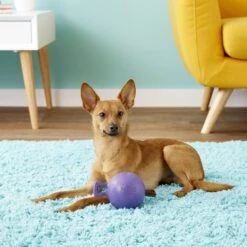 Jolly Pets Tug-n-Toss M-ini Dog Toy -PetSafe Kong Shop 80416 PT2. AC SS1800 V1530912112