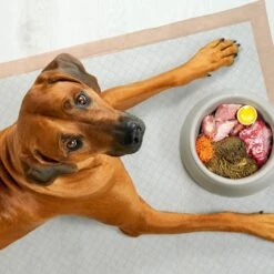 Chew + Heal Max Protect Ultra Absorbent Dog Potty Pads, 30 X 36-in -PetSafe Kong Shop 804806 PT5. AC SS1800 V1679000607