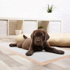 Chew + Heal Max Protect Ultra Absorbent Dog Potty Pads, 30 X 36-in -PetSafe Kong Shop 804806 PT7. AC SS1800 V1678999817