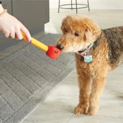 Brightkins Pooch School! Training Set Dog Toys 7 Brightkins Pooch School! Training Set Dog Toys -PetSafe Kong Shop 805342 PT3. AC SS1800 V1682450379