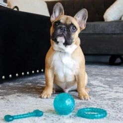 Li'l Pals Antimicrobial Squeaky Dog Toy Ball, Teal -PetSafe Kong Shop 805710 PT2. AC SS1800 V1683041432