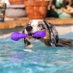 Project Hive Pet Company Hive Calming Lavender Scented Fetch Stick Dog Toy, Purple -PetSafe Kong Shop 805982 PT3. AC SS1800 V1683565863