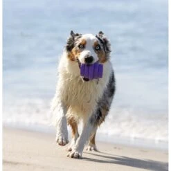 Project Hive Pet Company Hive Calming Lavender Scented Chew Dog Toy, Purple, Large, Purple -PetSafe Kong Shop 806014 PT3. AC SS1800 V1683561679