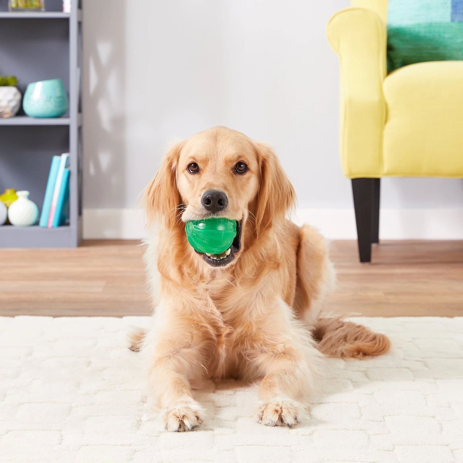 JW Pet Play Place Squeaky Dog Ball, Color Varies 2 JW Pet Play Place Squeaky Dog Ball, Color Varies - Image 2