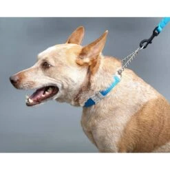 Mimi Green Personalized Chain Martingale Dog Collar -PetSafe Kong Shop 813958 PT5. AC SS1800 V1683293036