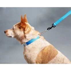 Mimi Green Personalized Chain Martingale Dog Collar -PetSafe Kong Shop 813958 PT6. AC SS1800 V1683291401